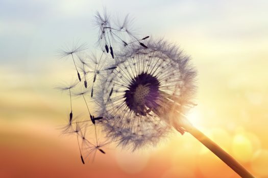 Dandelion silhouette against sunset Dandelion silhouette against sunset with seeds blowing in the wind