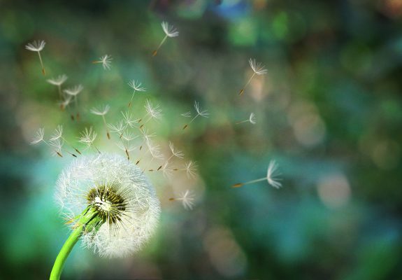 Dandelion. Close up of dandelion spores blowing away,blue sky background Dandelion. Close up of dandelion spores blowing away,blue sky background