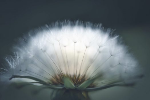 dandelion seed head