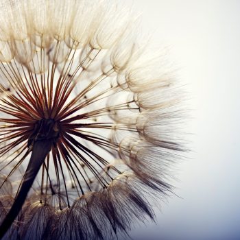 big dandelion on a blue background